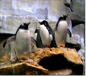penguins
